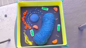 Plant cell science project using  household items