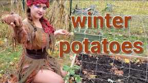 Planting Winter Potatoes in a Miniature Homemade Greenhouse