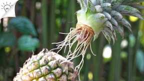 How To Grow Pineapple At Home | Thaitrick