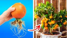 Great ideas and hacks for growing plants