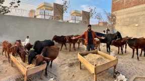 Mini zoo Main Bht Sari Cows Agae😍